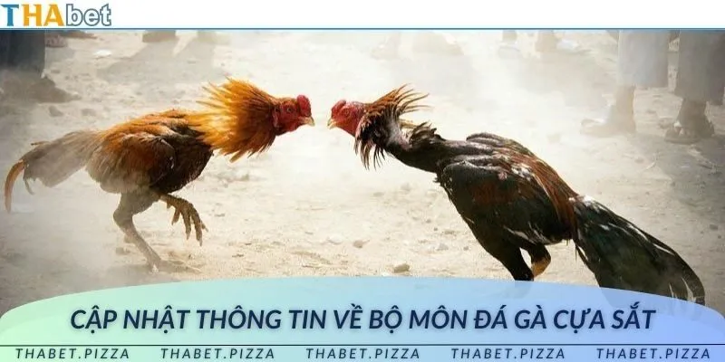 Những điều thú vị về đá gà cựa sắt mới nhất